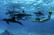 Dolphin tour in Mnemba Island, Spice Farm with Lunch