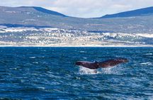 Hermanus Whale Watching Boat Trip