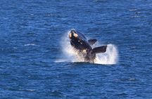 Hermanus Whale Watching Boat Trip