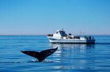 Hermanus Whale Watching Boat Trip