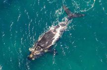 Hermanus Whale Watching Boat Trip