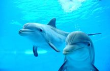Photo Session with Dolphins Unforgettable And Transfer - Hurghada