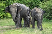 Wilpattu National Park Safari From| Anuradhapura | Negombo
