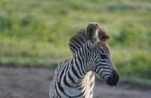 Early Morning Tour to Nairobi National Park