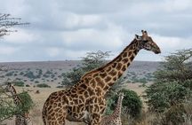 Early Morning Tour to Nairobi National Park