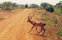 Early Morning Tour to Nairobi National Park