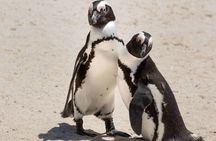 Cape Town Boulders Beach Penguin Watching Half Day Tour