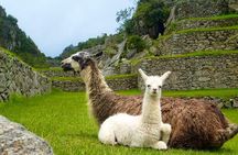 2 Days 1 Night in Machu Picchu with Tourist Train and Entrance