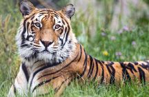 5 Days Golden Triangle With Ranthambore Wildlife