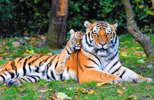 5 Days Golden Triangle With Ranthambore Wildlife