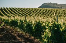 From the Vineyards to the Chalice: A Unique Tasting Experience