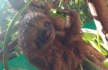 Sloths and Monkeys Roatan Island and Beach Break Private