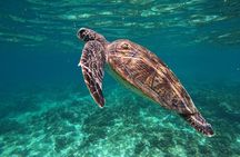 Snorkeling in Daymaniat Island