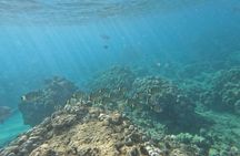 Hanauma Bay Guided Snorkeling Tour with Transportation