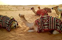 Red Dunes Safari Dubai Tour with Camel Ride, BBQ and Live Shows 