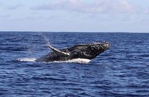 Whale Watching Expedition on Kauai 