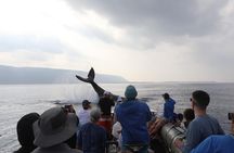 Whale Watching Expedition on Kauai 