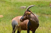 5 Days Masai Mara and Diani Beach Tour