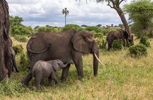 2 Day Tanzania Safari in Tarangire and Ngorongoro Crater 