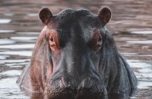 2 Day Tanzania Safari in Tarangire and Ngorongoro Crater 