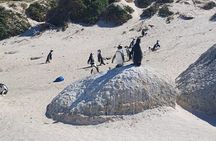Cape Town Half Day Penguins And Cape of Good Hope Tour