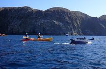 Tenerife: Kayak and snorkel with marine life safari