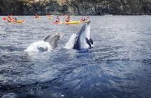 Tenerife: Kayak and snorkel with marine life safari