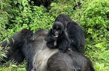 One Day Gorilla Trekking Rwanda & Iby'iwacu Cultural Village