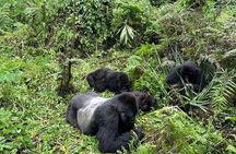 One Day Gorilla Trekking Rwanda & Iby'iwacu Cultural Village