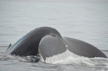 Private 3-hour Whale Watching Activity in Mazatlan