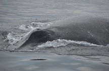 Private 3-hour Whale Watching Activity in Mazatlan