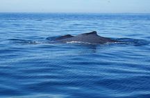 Private 3-hour Whale Watching Activity in Mazatlan