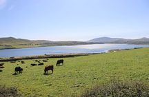Dingle Peninsula Dingle Town and Slea Head Private Luxury Tour