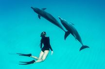 Snorkeling Adventure at Dolphin House Reef & Transfers-Marsa Alam