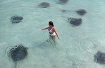 Cayman 3 in 1 Combo Adventure Stingray City Reef Snorkeling