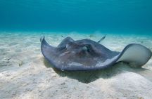 Cayman 3 in 1 Combo: Starfish Point, Stingrays and Reefs