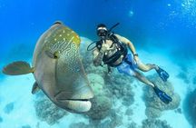 Great Barrier Reef Snorkeling and Diving Cruise from Cairns