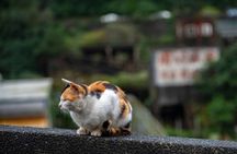 Jiufen, Shifen and Houtong Cat Village Private Tour