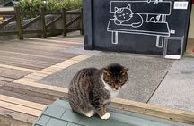 Jiufen, Shifen and Houtong Cat Village Private Tour