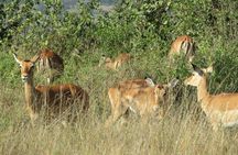Nairobi National Park Sheldrick & Giraffe Centre Day Trip