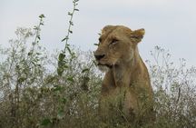 Nairobi National Park Sheldrick & Giraffe Centre Day Trip