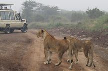 Nairobi National Park Sheldrick & Giraffe Centre Day Trip