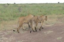Nairobi National Park Sheldrick & Giraffe Centre Day Trip