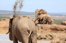 Private Full-Day Addo Elephant National Park 