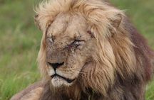 Private Full-Day Addo Elephant National Park 