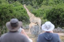 Full-Day Addo Elephant Park & Giraffe Walk 