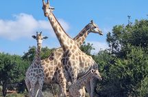 Full-Day Addo Elephant Park & Giraffe Walk 