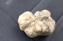 Alba Truffle Hunting, Barolo and Barbaresco Tasting