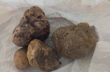 Alba Truffle Hunting, Barolo and Barbaresco Tasting