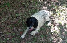 Alba Truffle Hunting, Barolo and Barbaresco Tasting